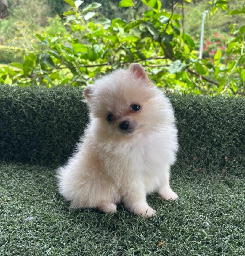 Pomerania macho POM-0123