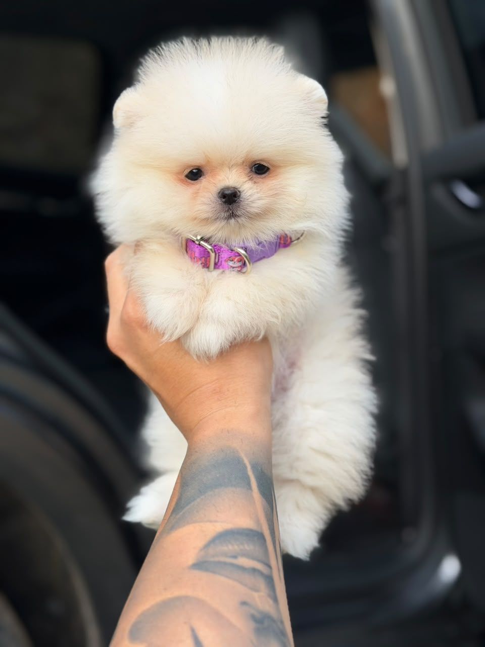 Pomerania del catálogo, código POM-0116