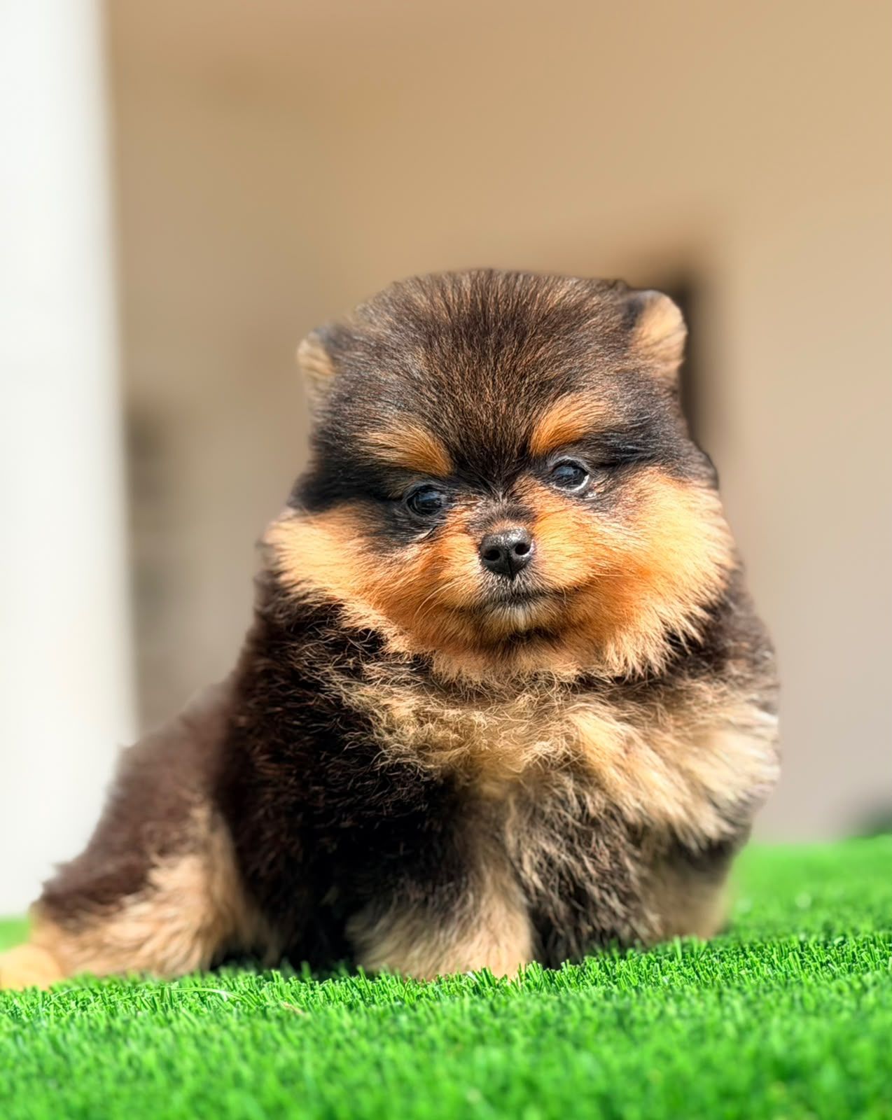 Pomerania del catálogo, código POM-0120