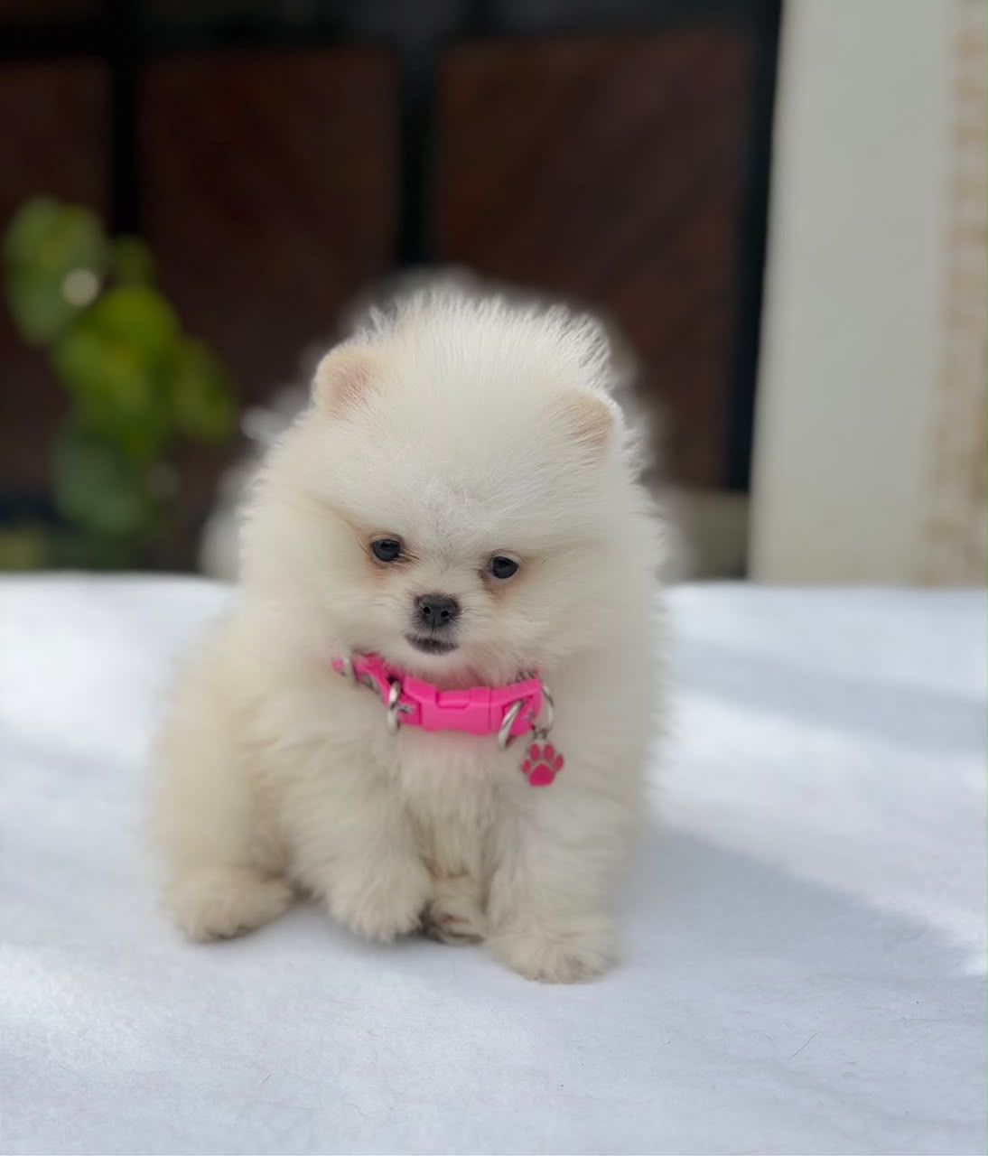 Pomerania hembra POM-0117