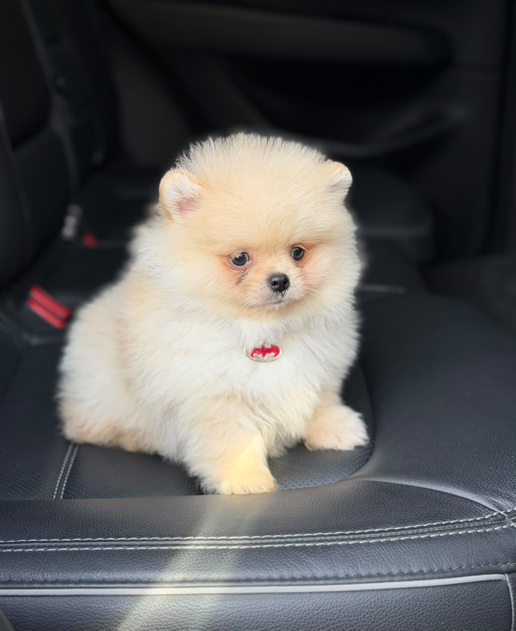 Pomerania macho POM-0115