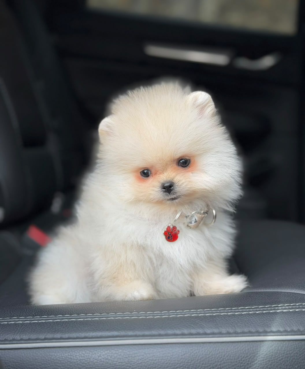 Pomerania macho POM-0114